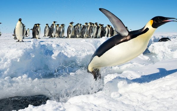 Animal Penguin Birds Penguins Bird Wildlife Antarctica HD Wallpaper | Background Image