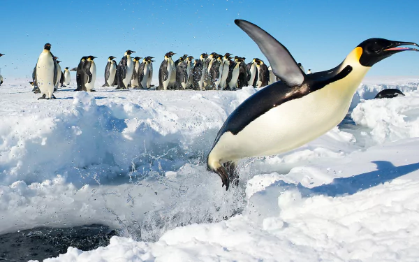 A group of penguins in Antarctica, with one mid-leap over snowy ice, captured in stunning 4K Ultra HD for a PC desktop wallpaper.