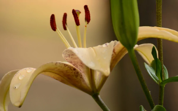 nature lily HD Desktop Wallpaper | Background Image