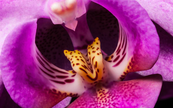 nature orchid HD Desktop Wallpaper | Background Image