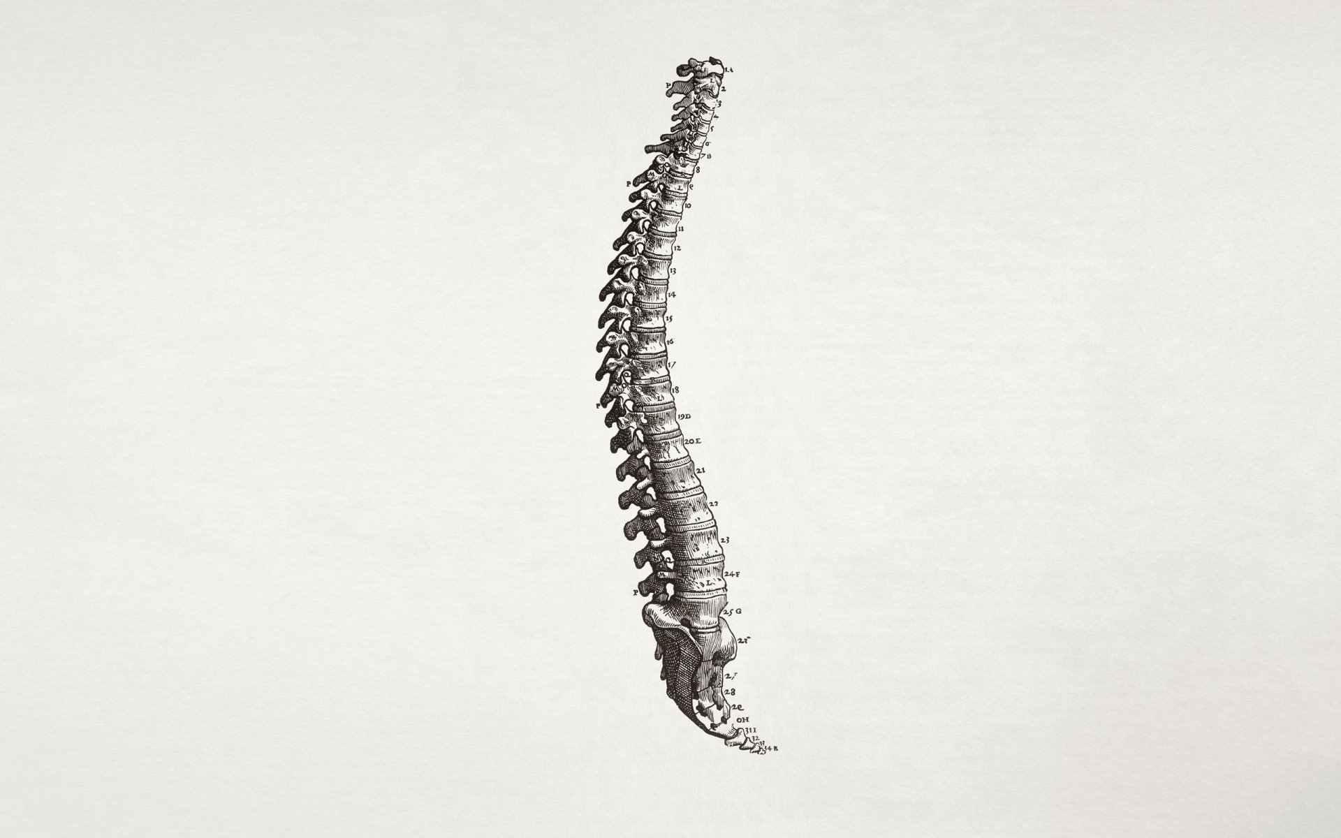 Download Artistic Anatomy HD Wallpaper