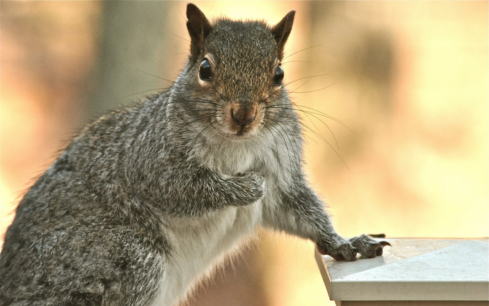 Download Animal Squirrel HD Wallpaper