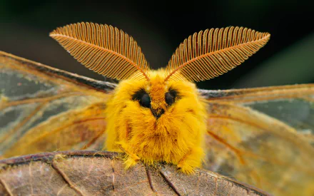 Close-up HD wallpaper of a vibrant yellow Squeaking Silk Moth with textured wings and feathery antennae perched on a leaf, showcasing intricate animal details.