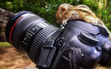 A chipmunk rests adorably on a Canon camera, capturing a whimsical moment in nature. This HD image serves as a charming desktop wallpaper or background.