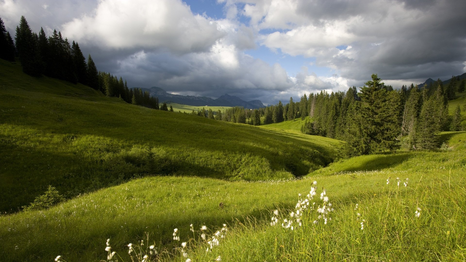 HD PC desktop wallpaper of a nature landscape: rolling green meadow with wildflowers, pine forests and distant hills beneath dramatic cloud-filled sky.