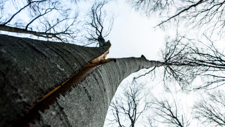 Close-up view of a split tree trunk in a bare forest under a bright sky, captured in 4K Ultra HD for a nature-themed PC desktop wallpaper.