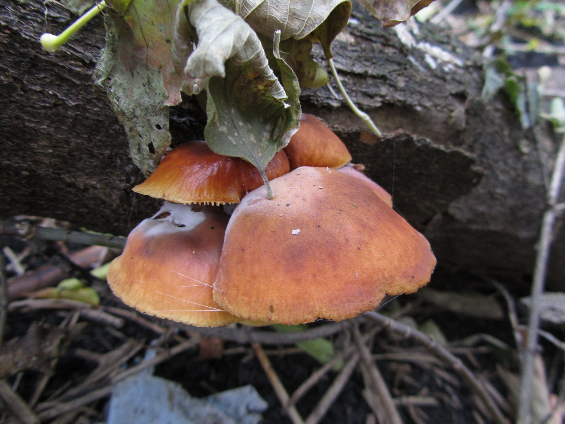 Pilz 4k Ultra HD Wallpaper Hintergrund 4320x3240 ID483849