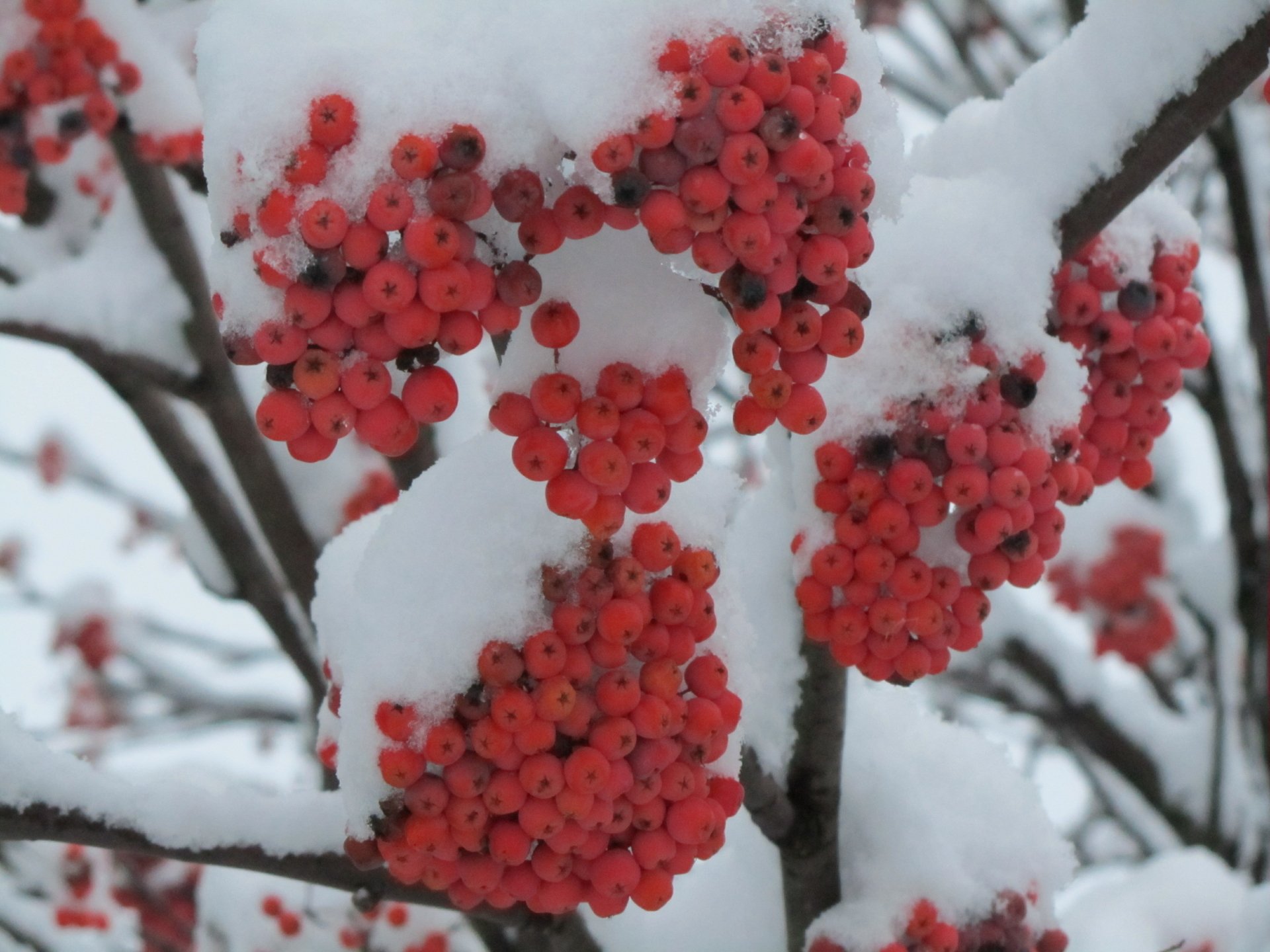 Download Nature Rowan 4k Ultra HD Wallpaper by Vergilius