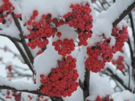 nature rowan HD Desktop Wallpaper | Background Image