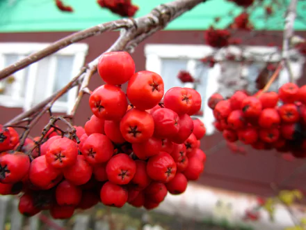 nature rowan HD Desktop Wallpaper | Background Image