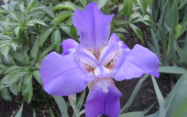 nature iris HD Desktop Wallpaper | Background Image