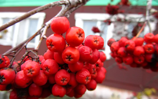 nature rowan HD Desktop Wallpaper | Background Image