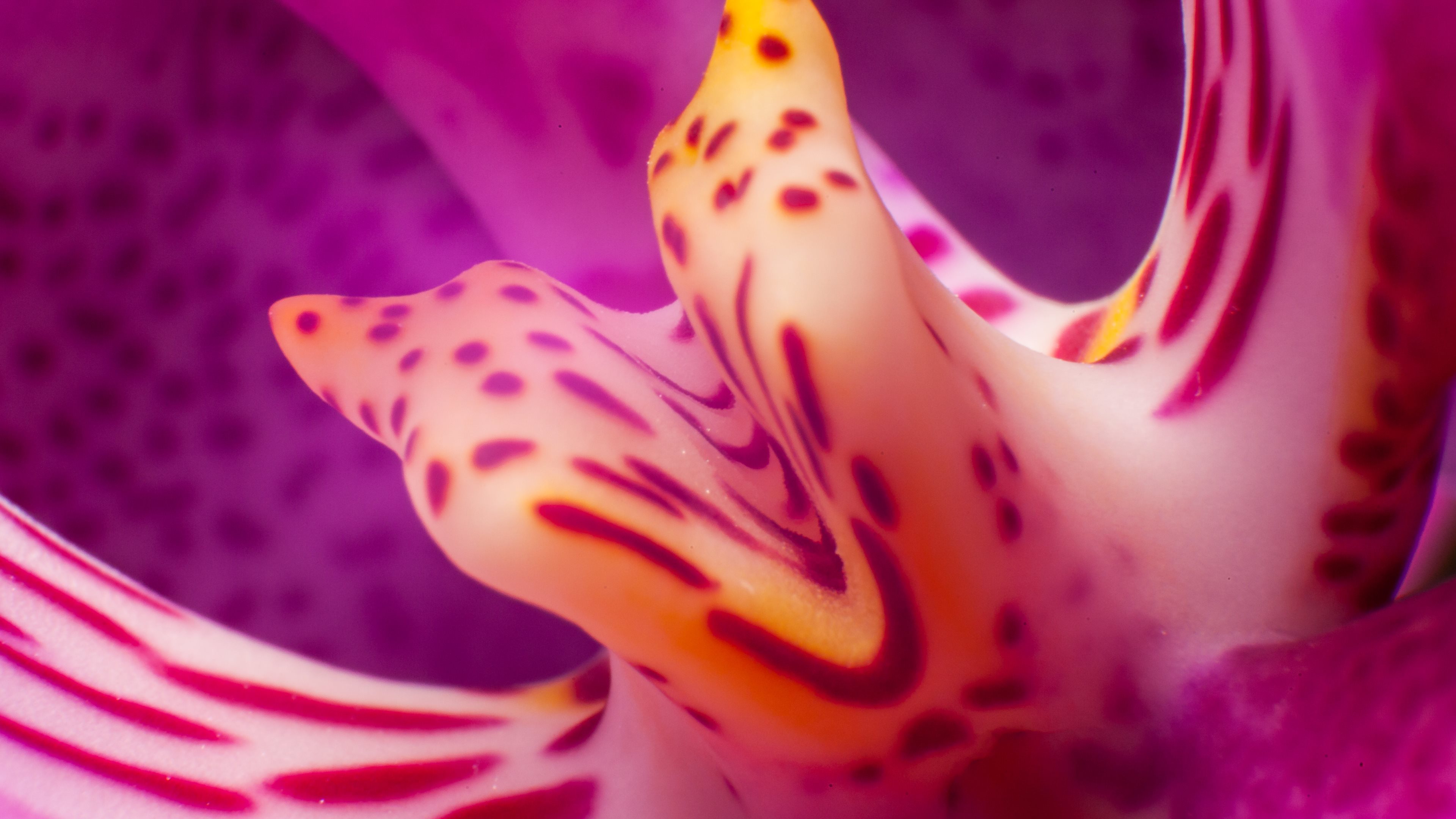 Blume 4k Ultra HD Wallpaper Hintergrund 3840x2160 ID485850