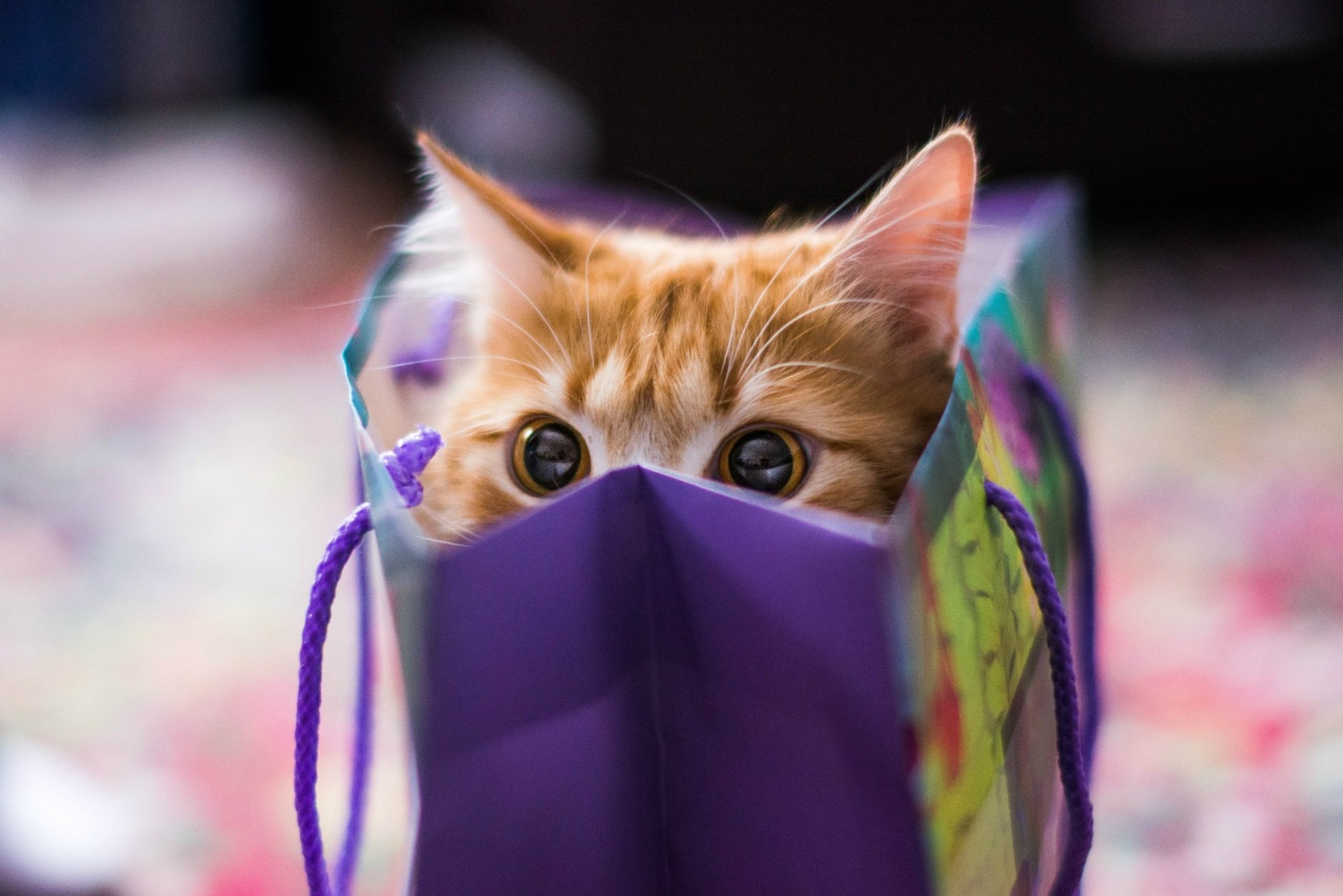 HD desktop wallpaper featuring an orange tabby cat peeking playfully out of a purple gift bag, capturing a moment of curiosity and charm.