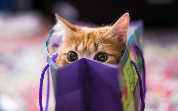 Animal Cat HD Wallpaper | Background Image