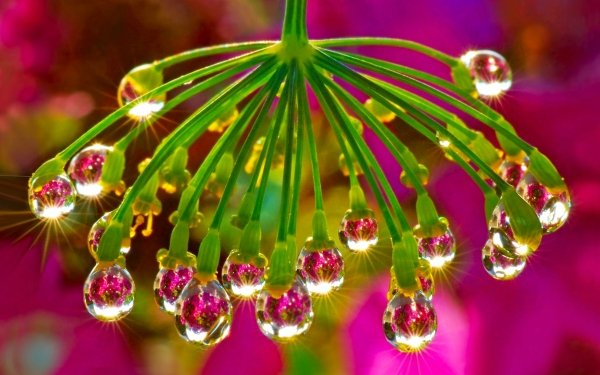 Nature Water Drop Flower Spring HD Wallpaper | Background Image