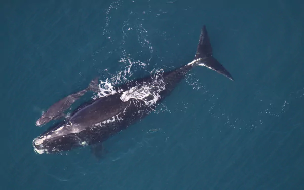 A 4K Ultra HD PC desktop wallpaper featuring an aerial view of a whale and its calf swimming in clear blue water.