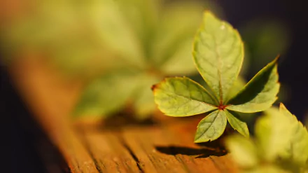 vine nature HD Desktop Wallpaper | Background Image