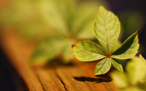 vine nature HD Desktop Wallpaper | Background Image