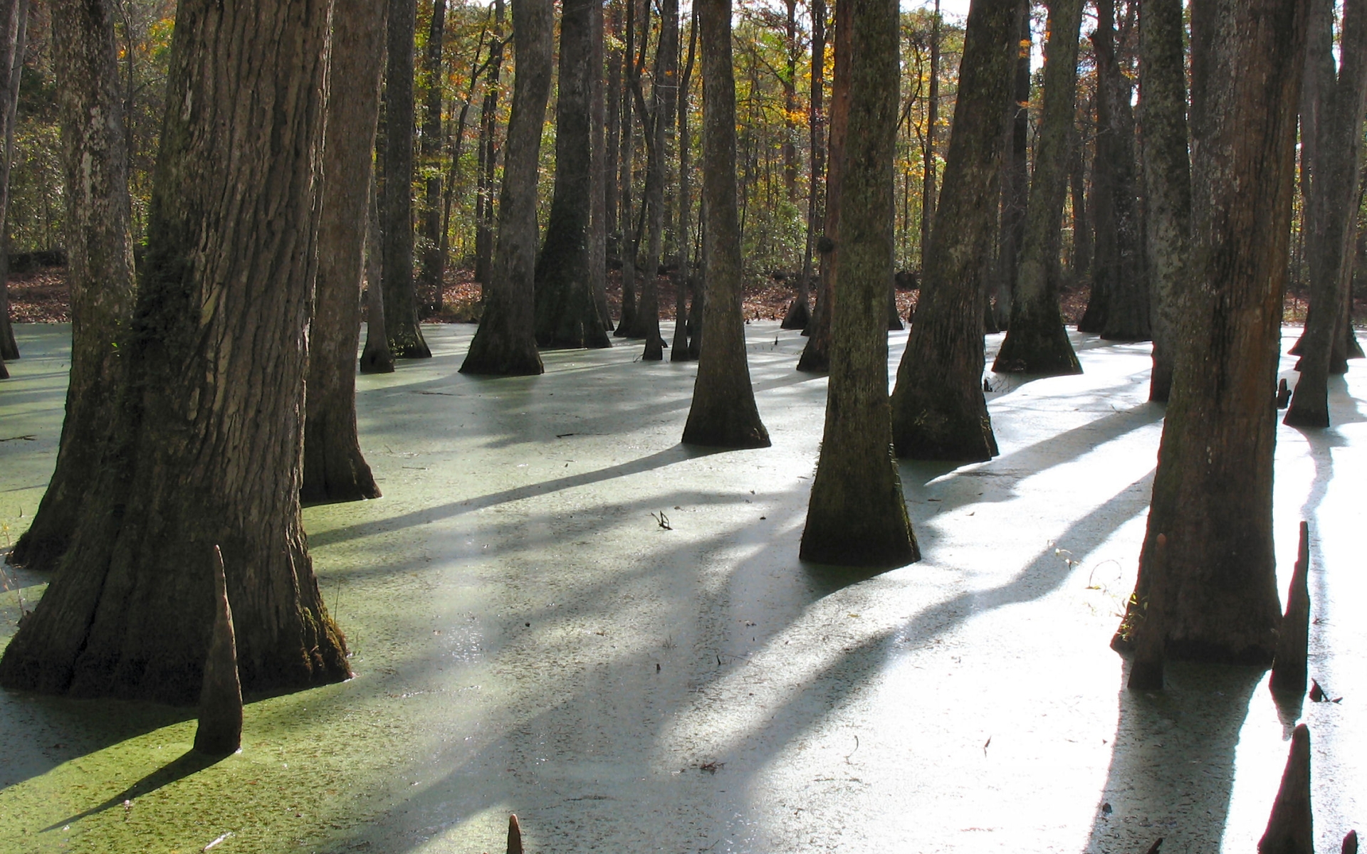 Swamp HD Wallpaper | Background Image | 1920x1200 | ID:488140