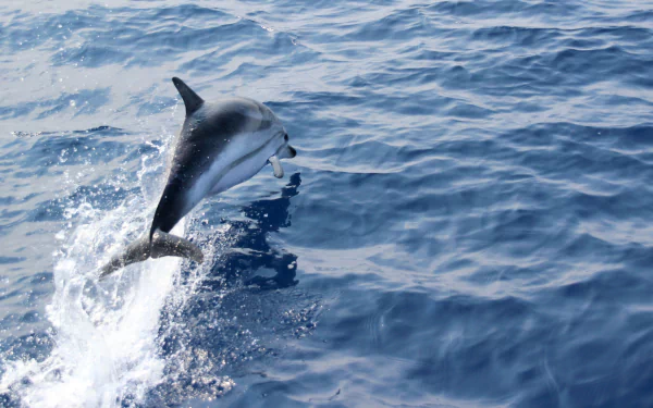 A dolphin leaps gracefully from deep blue ocean waters in this vivid 4K Ultra HD PC desktop wallpaper and background.