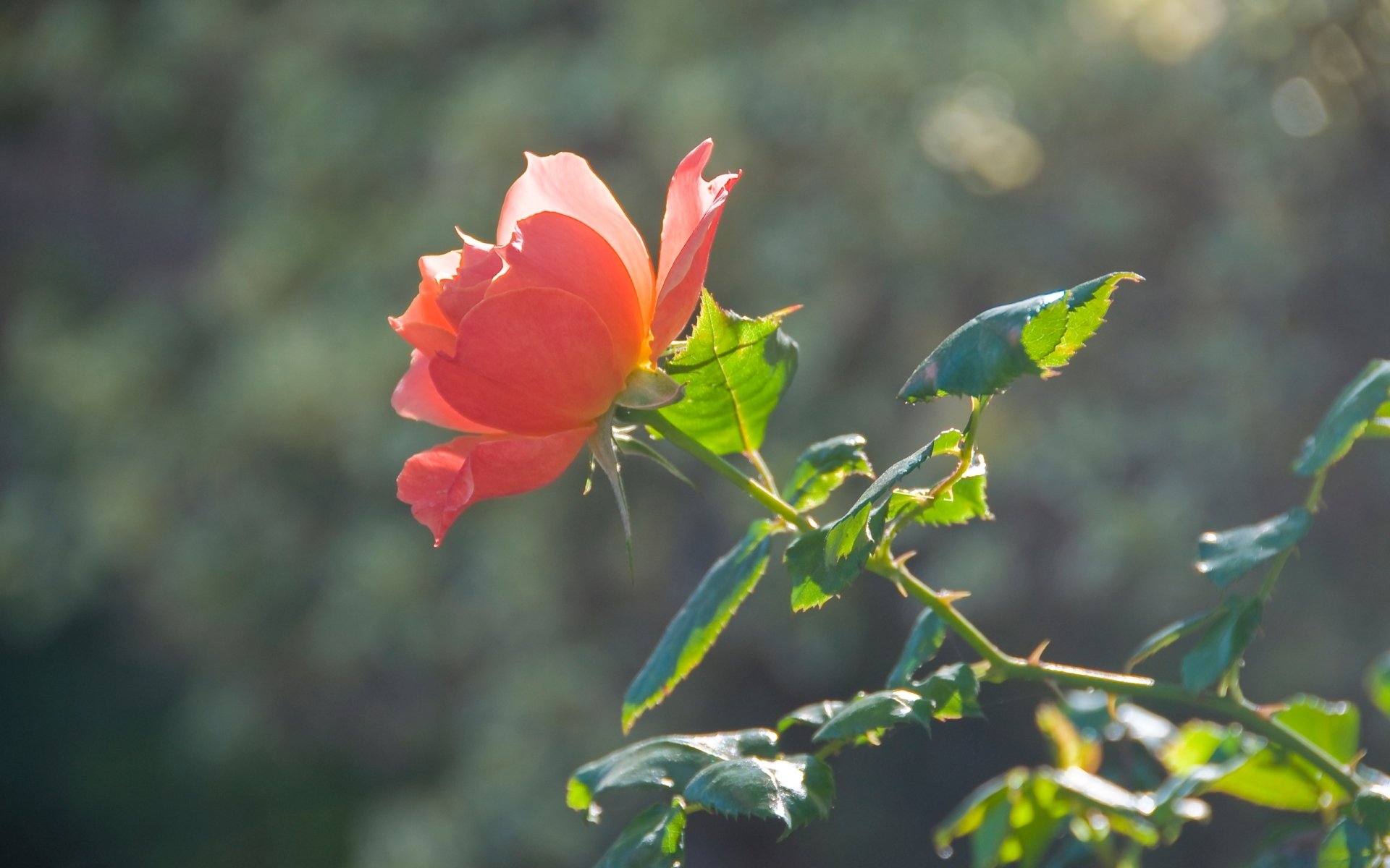 Gül HD Duvar Kağıtları / Rose HD Wallpapers 88 NisanBoard Flatcast