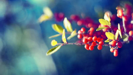 food berry HD Desktop Wallpaper | Background Image