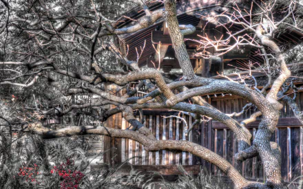 nature twisted tree HD Desktop Wallpaper | Background Image