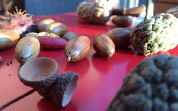 nature acorn HD Desktop Wallpaper | Background Image