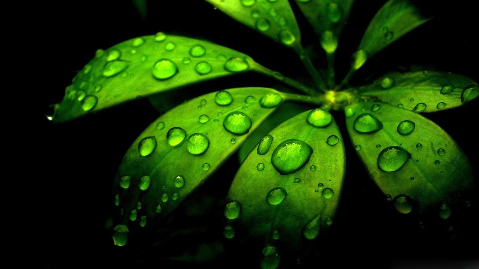 Download Dew Nature Water Drop HD Wallpaper