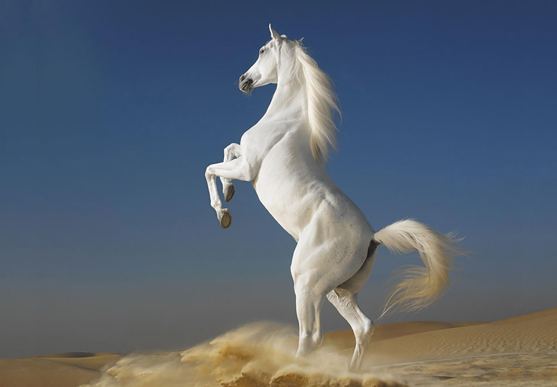 Horse images hd hotsell