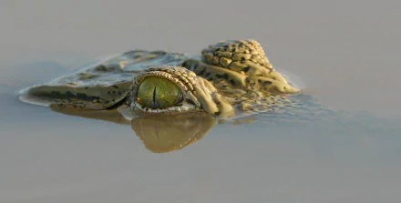 Animal crocodile HD Desktop Wallpaper | Background Image