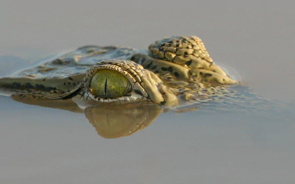 Animal crocodile HD Desktop Wallpaper | Background Image
