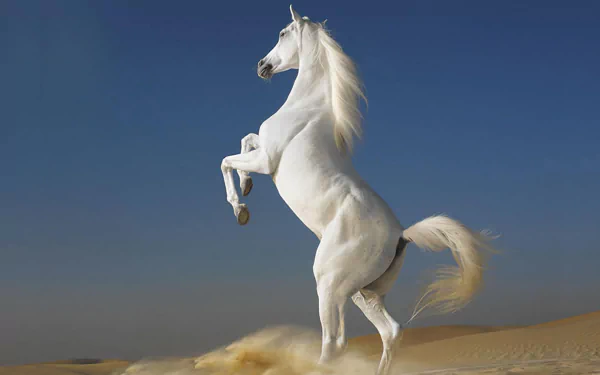 A majestic white horse rears up against a clear blue sky, creating a stunning HD desktop wallpaper that captures the beauty and spirit of these magnificent animals.