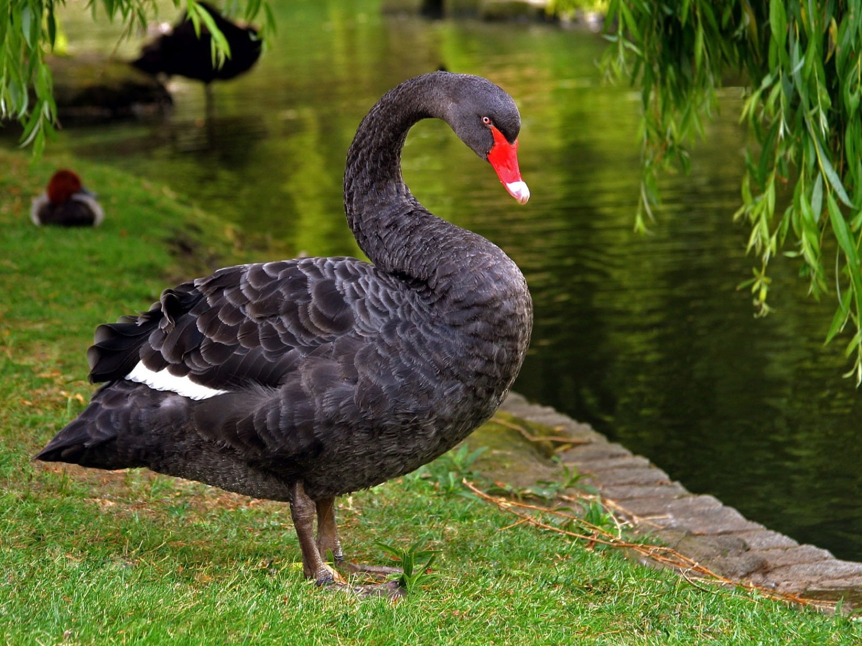 30+ Black Swan HD | Background Images