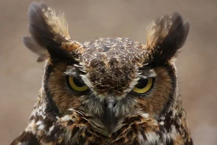 A striking close-up of a great horned owl, showcasing its distinctive features and intense yellow eyes, set as HD desktop wallpaper and background.