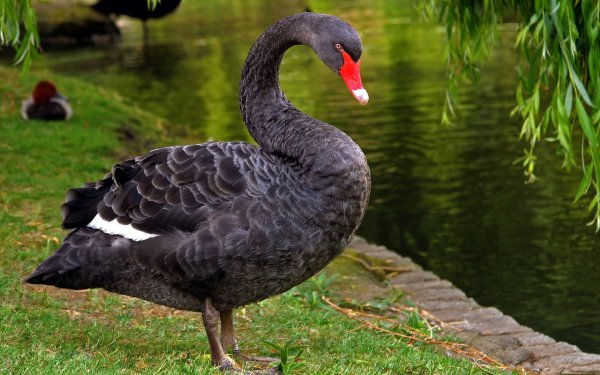 Animal Black Swan Birds Swans HD Wallpaper | Background Image