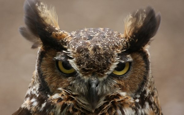 Animal Great horned owl Birds Owls HD Wallpaper | Background Image