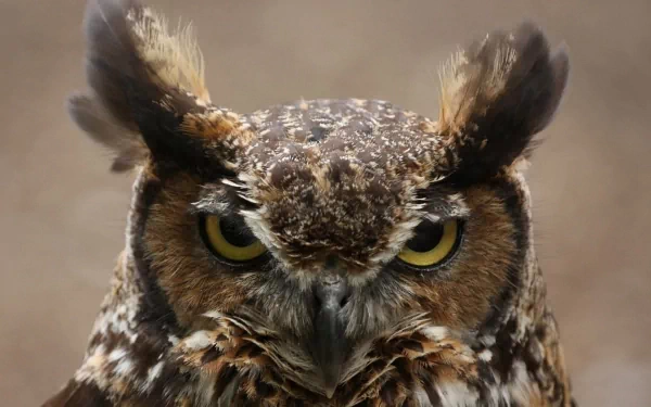 A striking close-up of a great horned owl, showcasing its distinctive features and intense yellow eyes, set as HD desktop wallpaper and background.