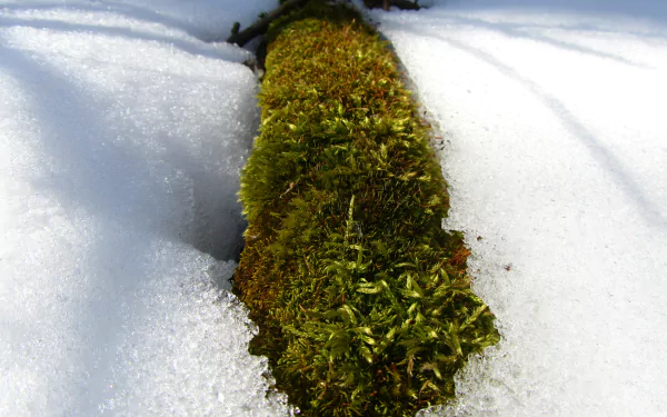 nature moss HD Desktop Wallpaper | Background Image