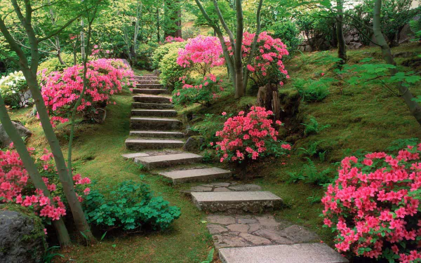 HD desktop wallpaper of a man-made garden featuring stone steps winding through lush greenery and vibrant pink flowering bushes.