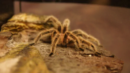 spider Animal tarantula HD Desktop Wallpaper | Background Image