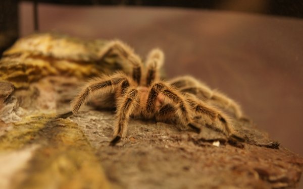 Animal Tarantula Spiders Spider HD Wallpaper | Background Image