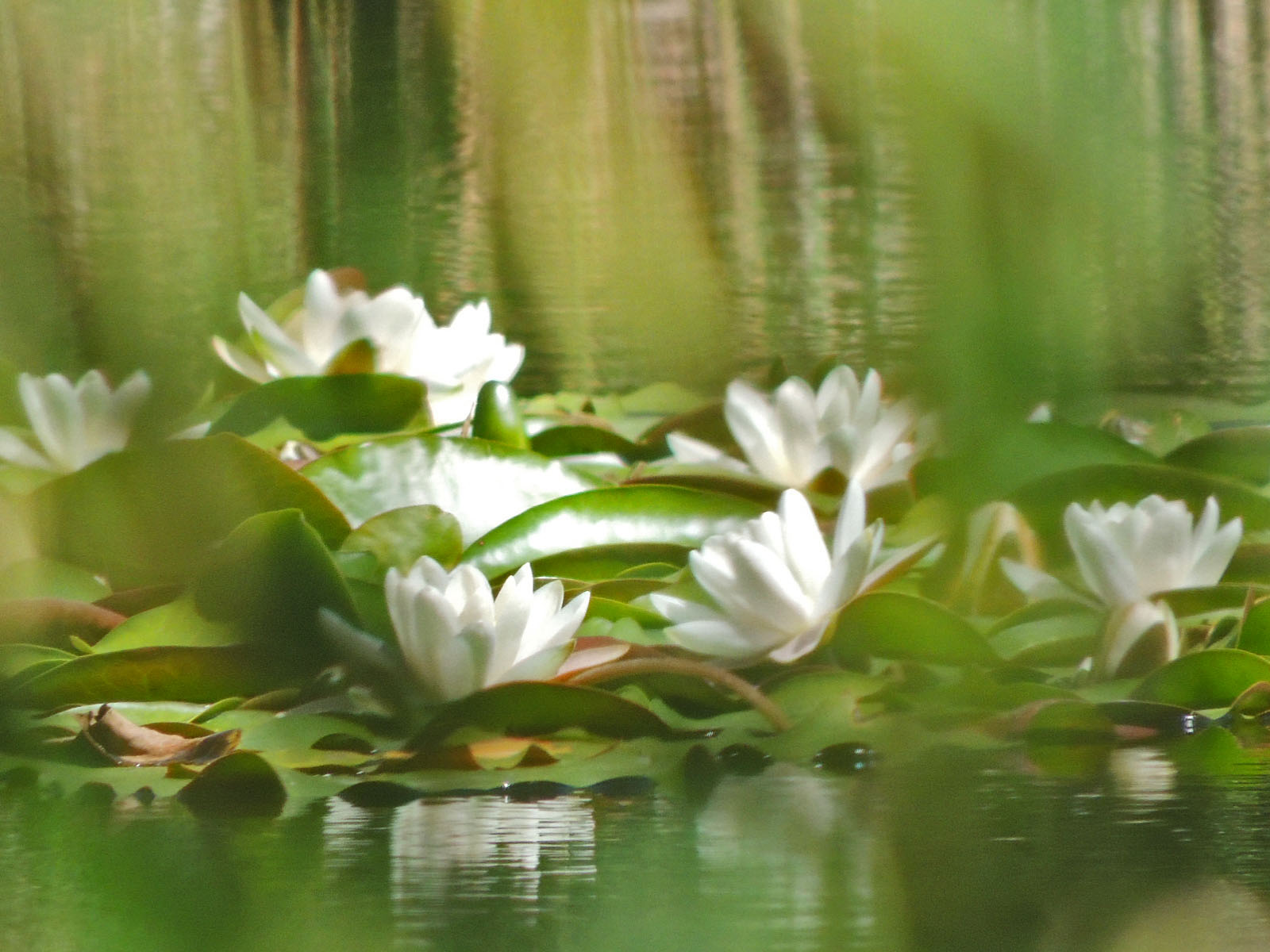 Download Nature Lotus Wallpaper