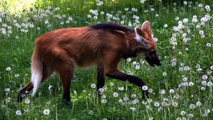 Animal Maned Wolf HD Desktop Wallpaper | Background Image