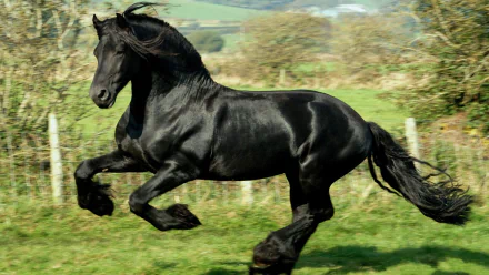 HD wallpaper featuring a majestic Friesian horse galloping across a lush landscape, showcasing strength and beauty.