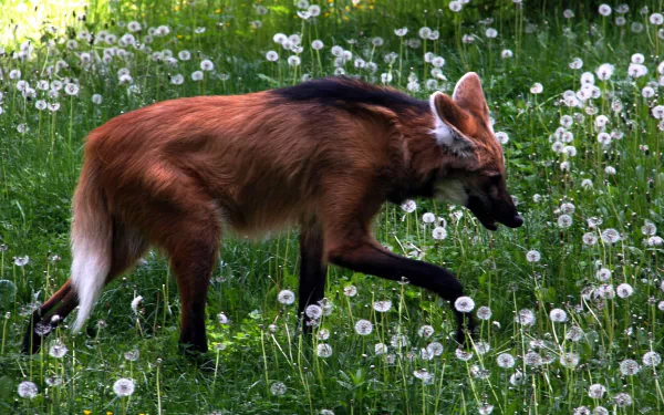 Animal Maned Wolf HD Desktop Wallpaper | Background Image