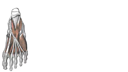 artistic anatomy HD Desktop Wallpaper | Background Image