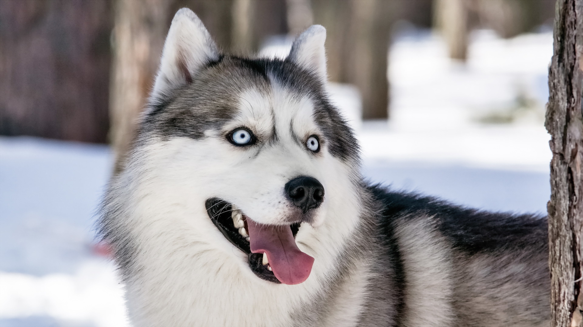 50+ Siberian Husky HD Wallpapers and Backgrounds