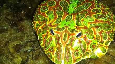 Animal pac-man frog HD Desktop Wallpaper | Background Image